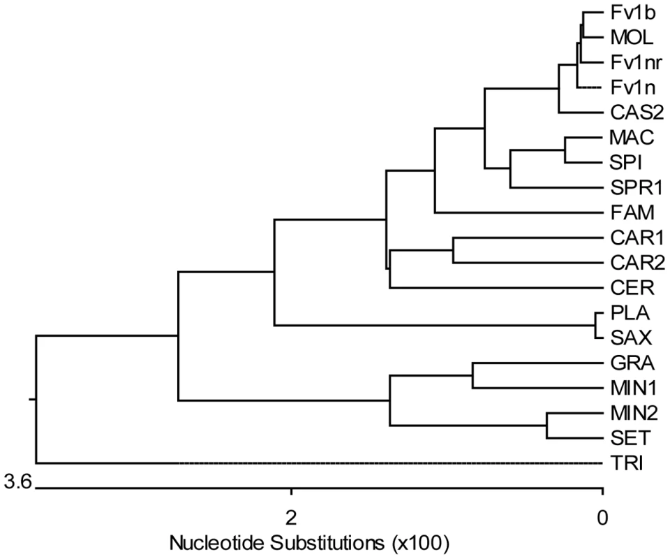 Phylogenetic tree of <i>Fv1</i> sequences.