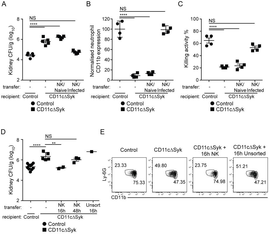 Transfer of <i>in vivo</i> activated NK cells leads to restoration of fungal control in CD11cΔSyk mice.