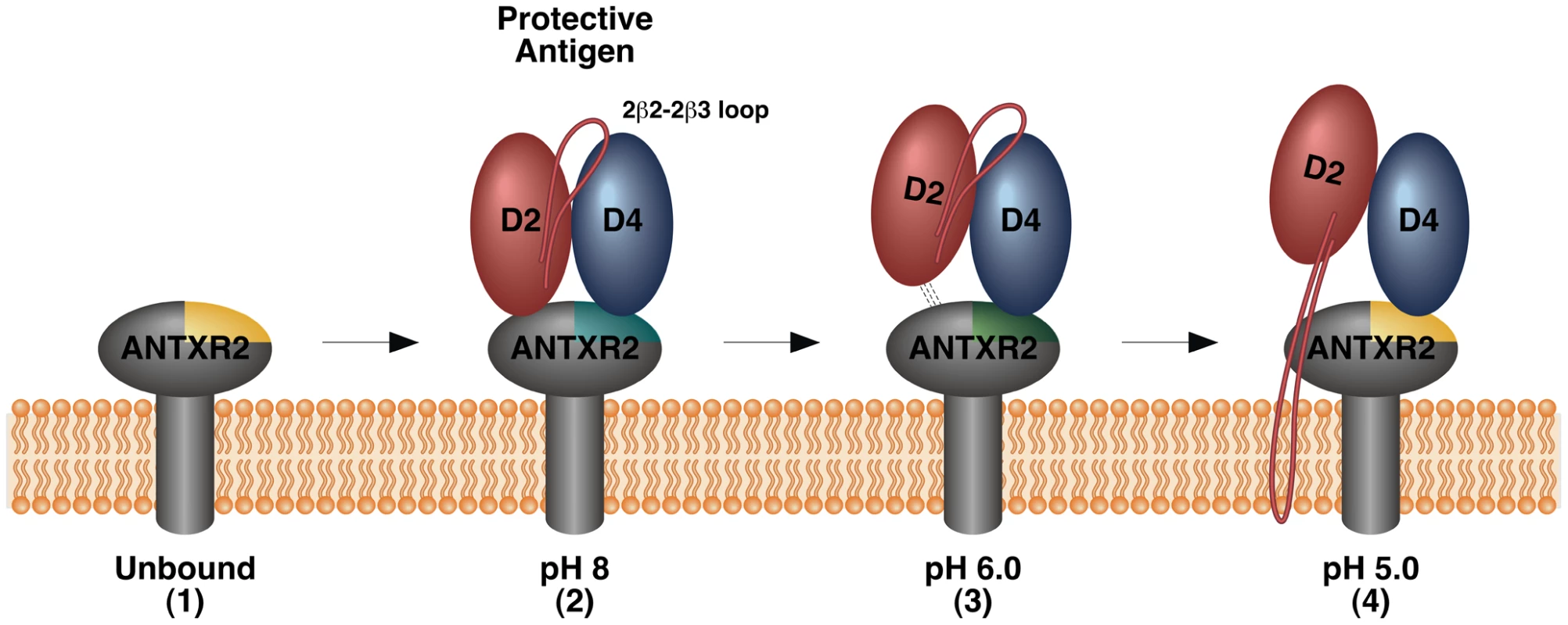 Model of changes in the PA-receptor contacts that accompany toxin prepore-to-pore conversion.