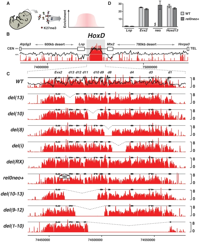 Effect of single <i>Hox</i> gene deletions on the H3K27me3 profiles.