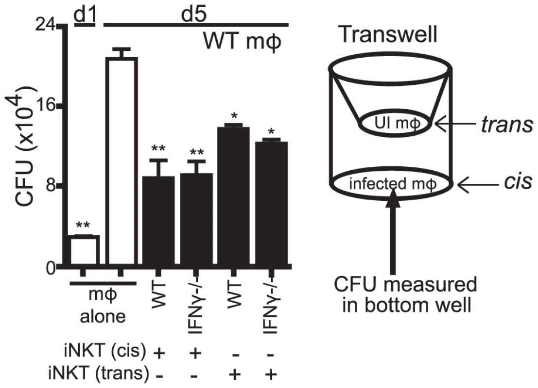 The antimicrobial effector function of iNKT cells is a soluble factor.