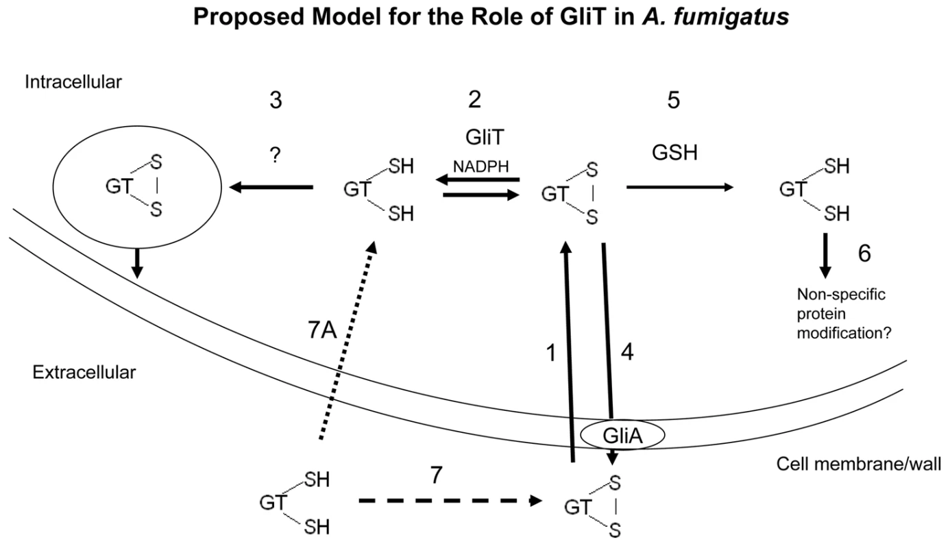 A proposed model for GliT functionality in <i>A. fumigatus</i> based on experimental observations.
