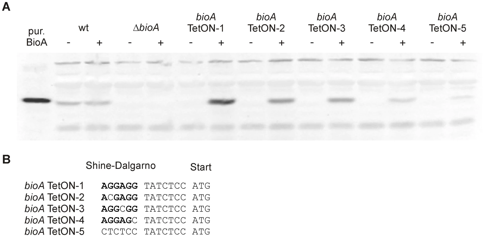 BioA protein levels of wt <i>Mtb</i>, <i>ΔbioA</i>, and <i>bioA</i> TetON mutants.