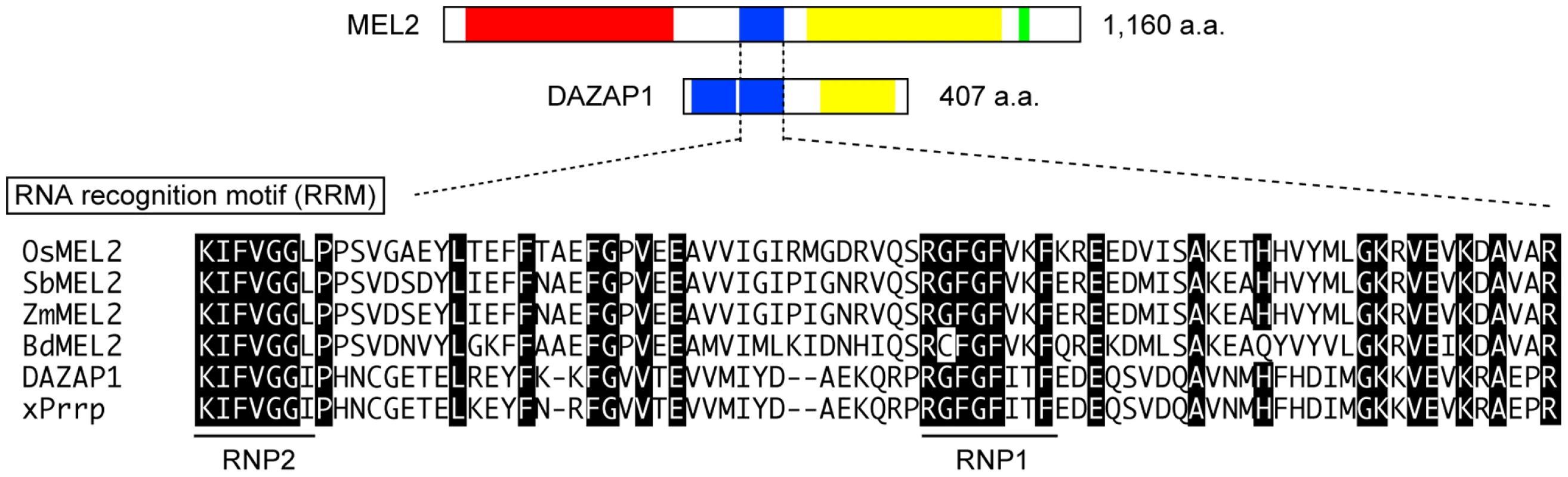 Rice MEL2 is the RRM protein partially homologous to human DAZAP1.