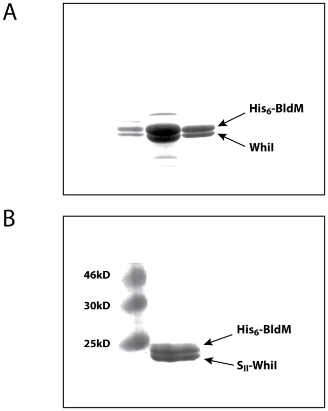 Affinity purification of the BldM-WhiI complex.