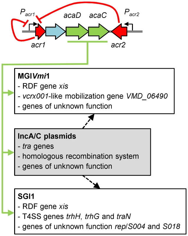Model of regulation of IncA/C plasmids and interaction with genomic islands.