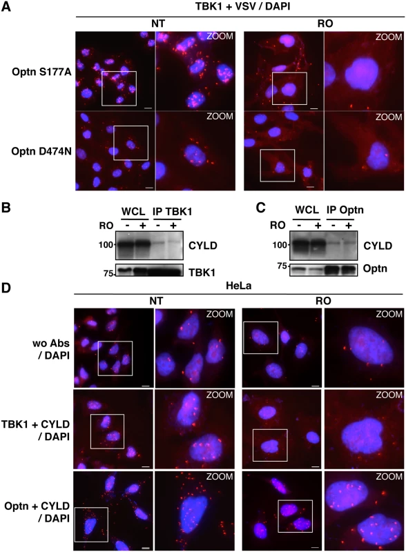 Characterization of the TBK1/CYLD- and Optn/CYLD-containing complex formation in G2/M synchronized cells.