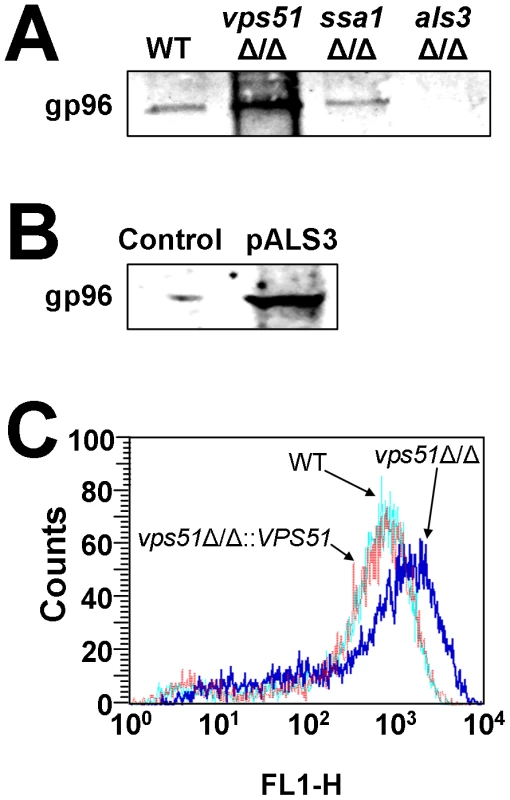 Effects of deletion of <i>VPS51</i>, <i>SSA1</i>, and <i>ALS3</i> on binding to gp96 and fungal surface expression of Als3.