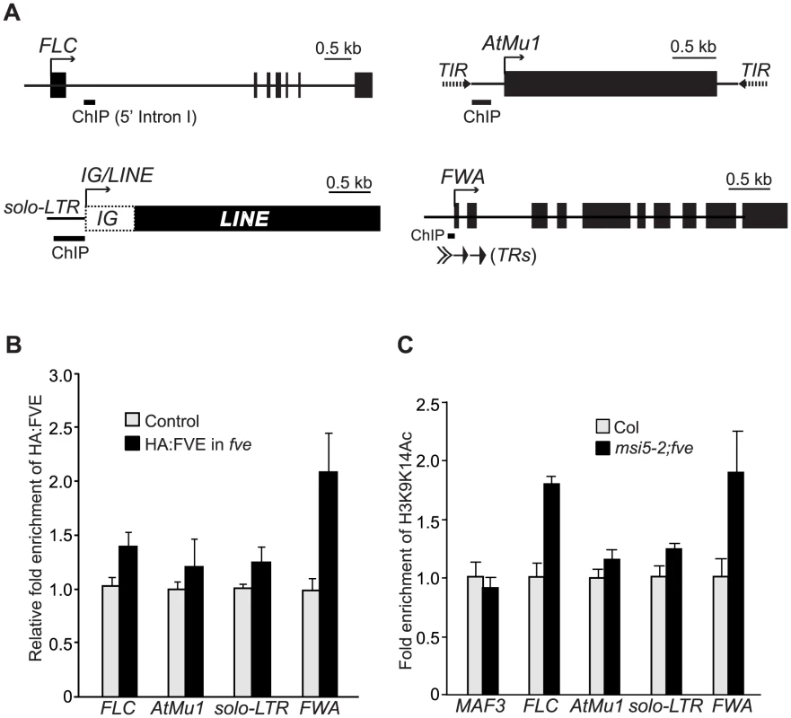 FVE Enriches at the Chromatin of Target Loci and Is Required for Histone Deacetylation.