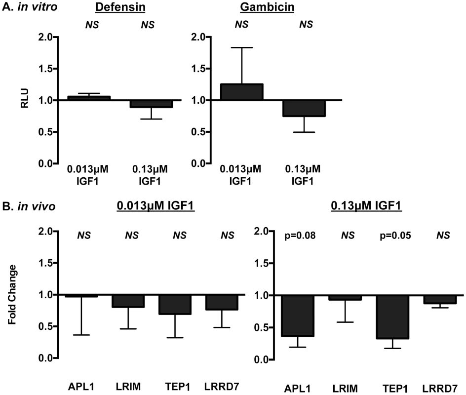 IGF1 did not induce prototypical NF-κB-dependent immune responses in <i>A. stephensi</i> cells <i>in vitro</i> (A) or <i>in vivo</i> (B).