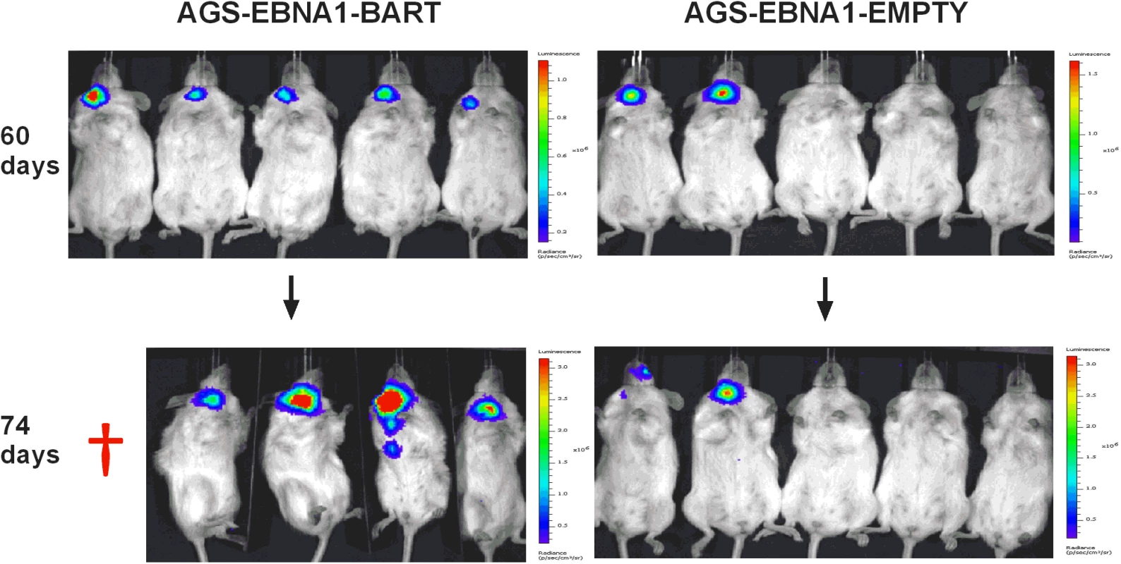 The BART miRNAs potentiate tumor growth <i>in vivo</i>.