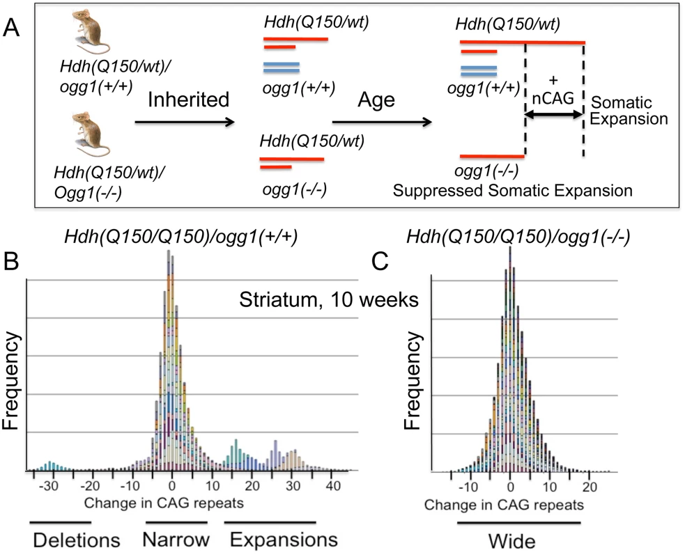 Loss of OGG1 suppresses the average repeat length in <i>Hdh(Q150/Q150)/ogg1(-/-)</i> animals.