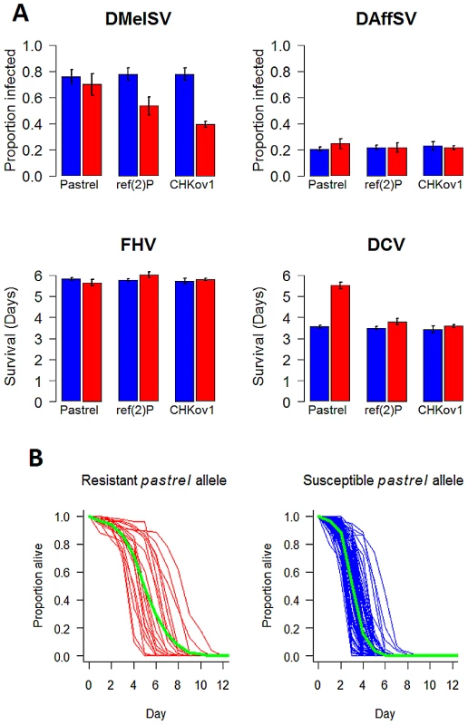 The effect of the three polymorphisms affecting susceptibility on four different viruses.
