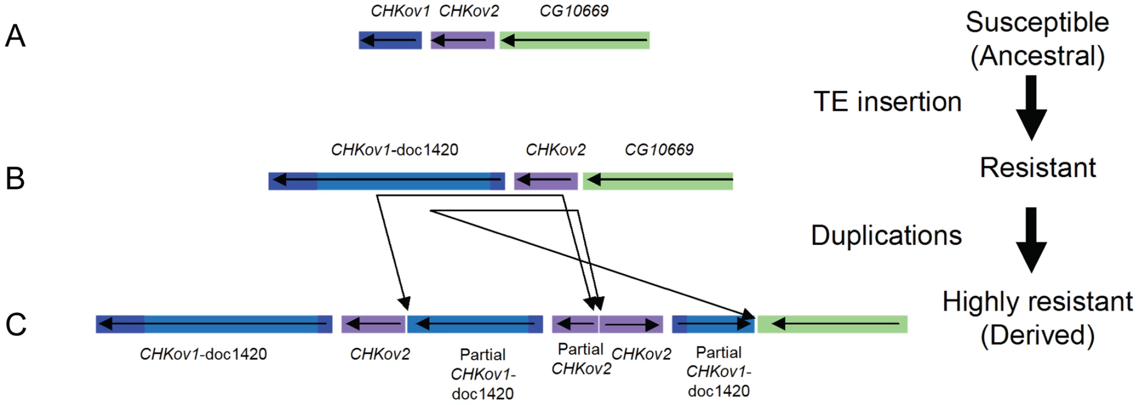 The evolution of <i>CHKov1</i> and <i>CHKov2</i>.