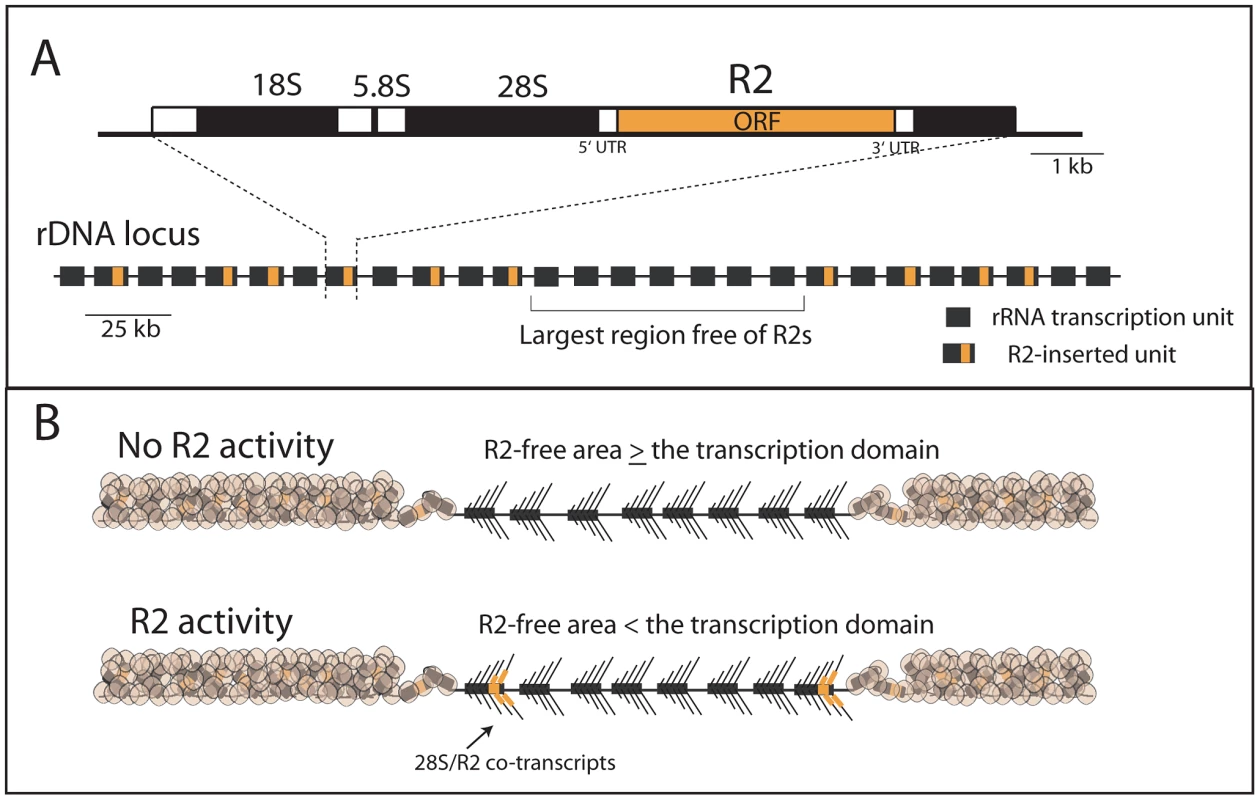 Diagram of the rDNA locus and how the distribution of R2 gives rise to R2-active and R2-inactive individuals.