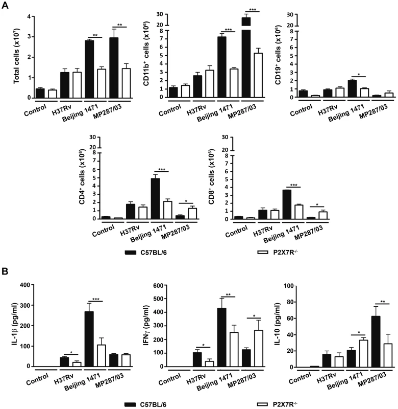 Lung infiltrating cells and cytokine production in C57BL/6 and P2X7R<sup>−/−</sup> mice on day 28 p.i. with hypervirulent mycobacteria.