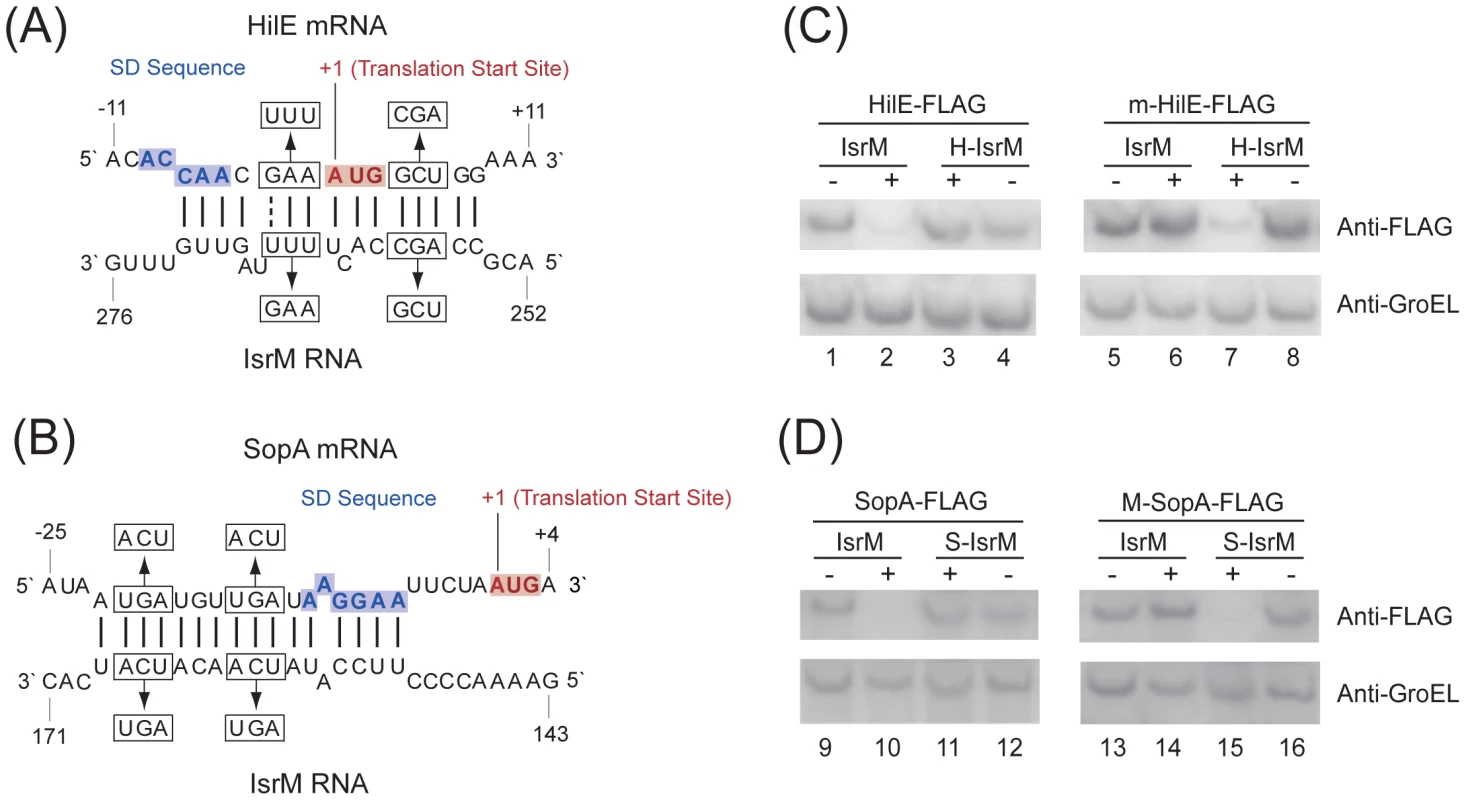 Post-transcriptional targeting of <i>hilE</i> and <i>sopA</i> by IsrM.