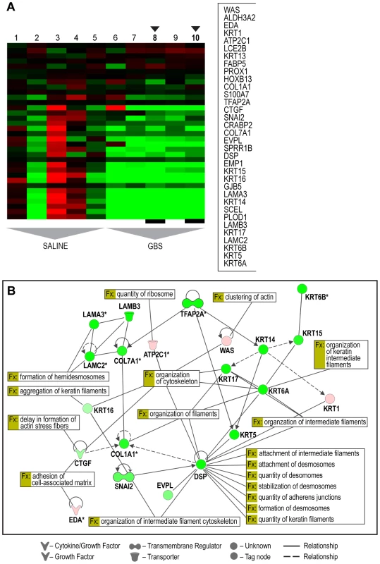Selected heatmap and paired Ingenuity Pathway Analysis diagrams demonstrating downregulation across cytostructural components including multiple cytokeratins, laminins, and collagens (panel A: C4 Module 153; panel B: IPA diagram).