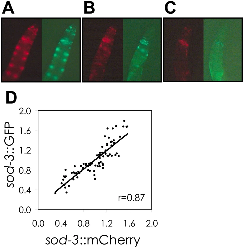 Correlation of <i>sod-3::GFP</i> and <i>sod-3::mCherry</i> reporter expression.