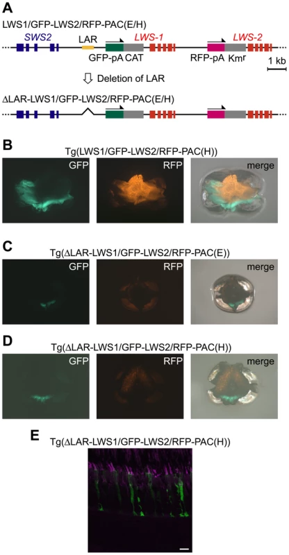 A negative effect of LAR deletion in the reporter gene expression from the LWS1/GFP-LWS2/RFP-PAC clones.