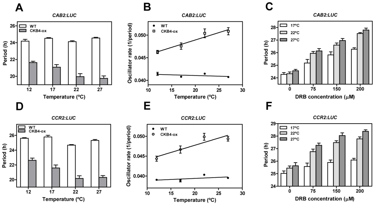 A link between CK2 and temperature compensation in Arabidopsis.