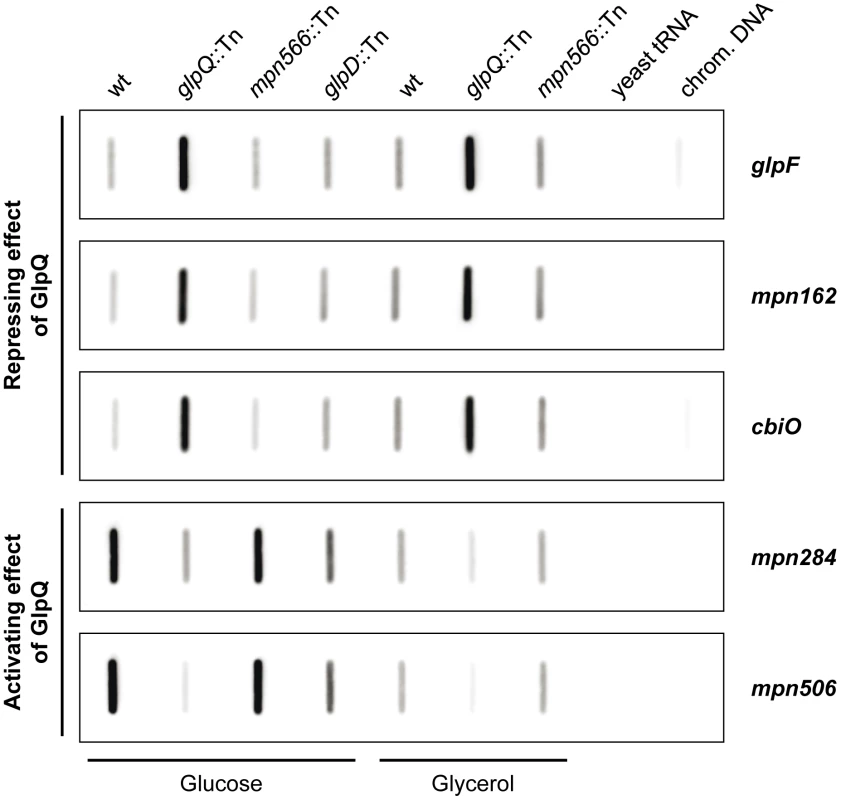 Transcription analysis of GlpQ-dependent genes in <i>M. pneumoniae</i>.