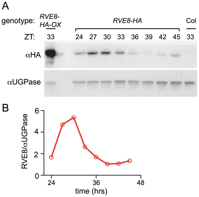 RVE8 protein accumulates in the subjective afternoon.