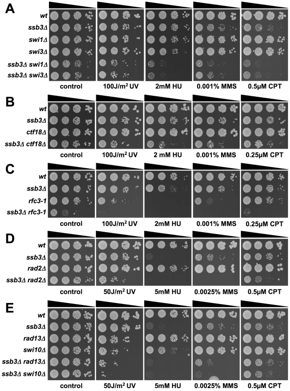 Genetic interactions involving Ssb3 and components of replication fork protection complexes, Okazaki fragment processing, and NER.