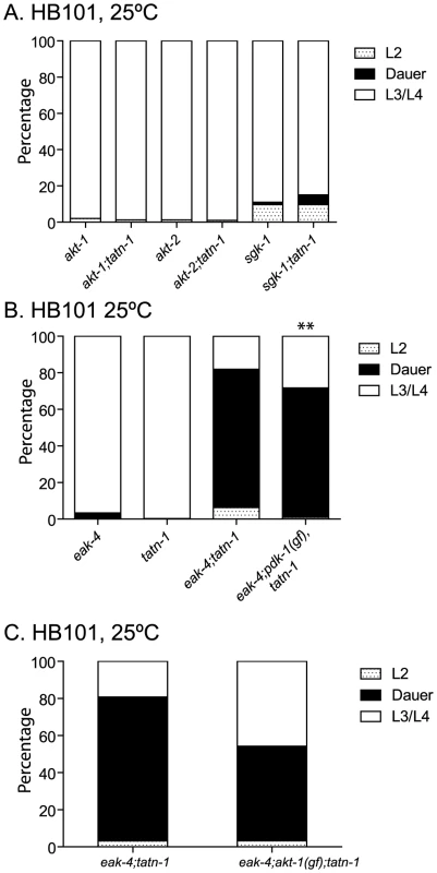 <i>tatn-1</i> effects on development do not require changes in PI3 kinase signaling.