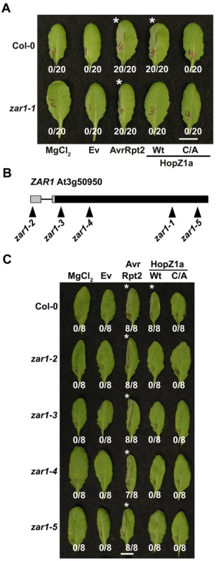 ZAR1 recognizes HopZ1a in <i>Arabidopsis</i>.