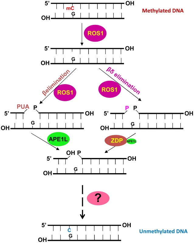 A working model of the active DNA demethylation pathway in <i>Arabidopsis</i>.