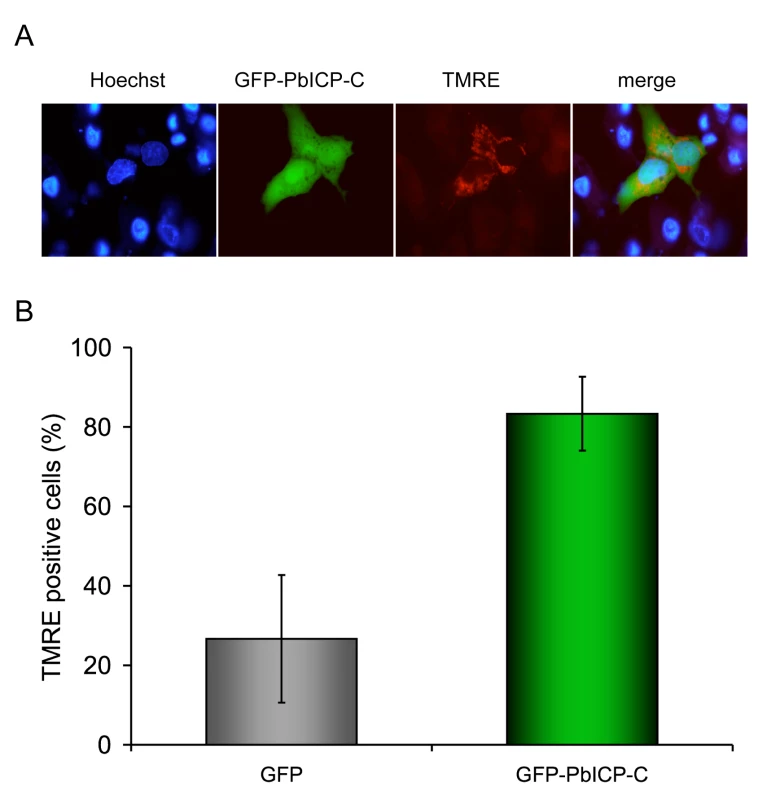 PbICP-C expression protects HepG2 cells against host cell death.