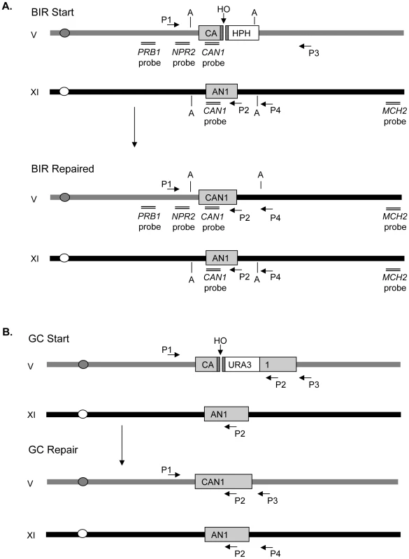 Experimental systems of break-induced replication (BIR) and gene conversion (GC).