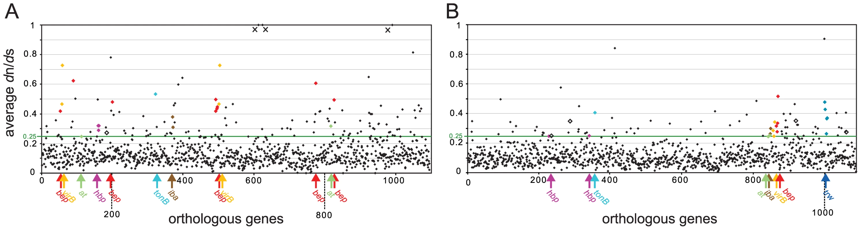 Gene-wide <i>d</i>n/<i>d</i>s analysis of the core genomes of the two radiating lineages.