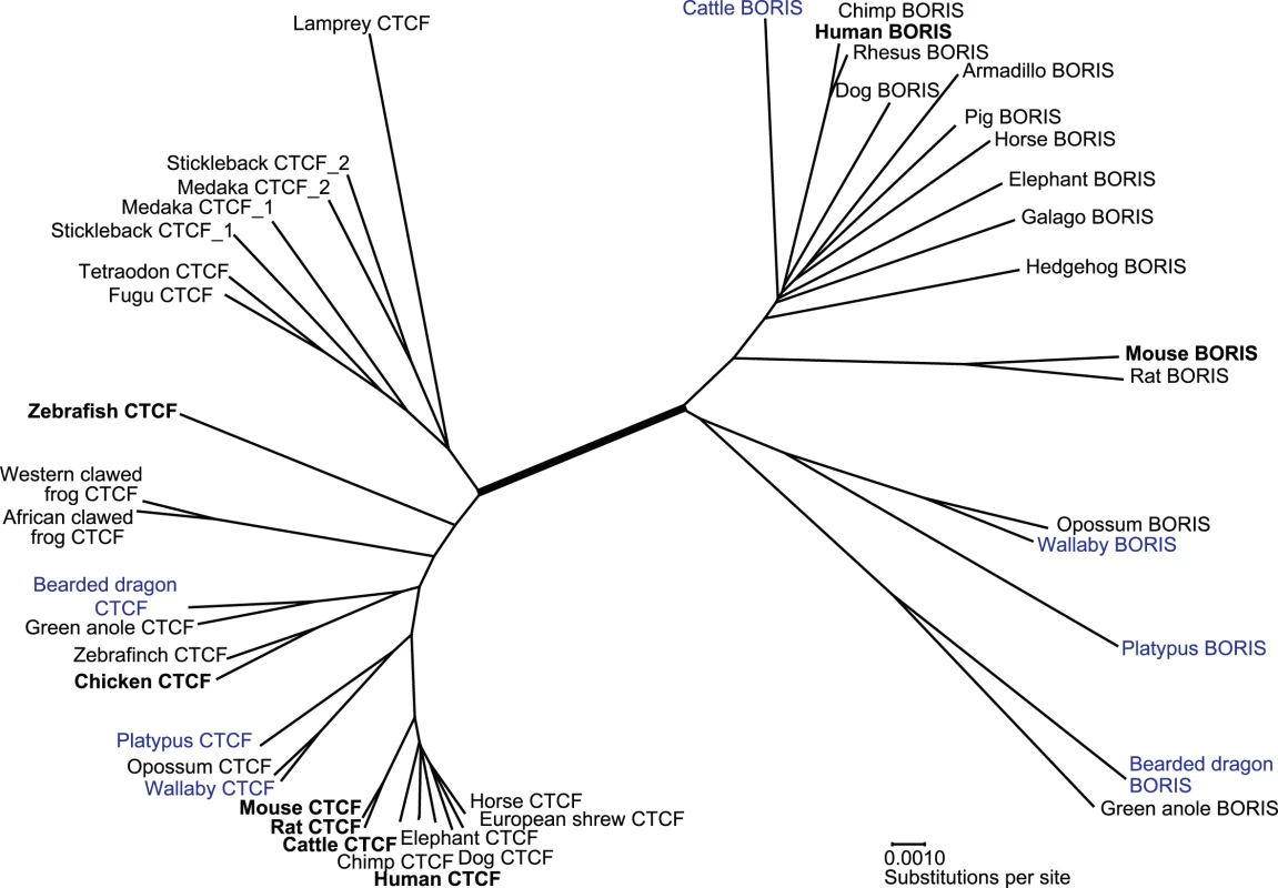Neighbour-joining tree showing relationships between members of the <i>CTCF</i> and <i>BORIS</i> gene family.