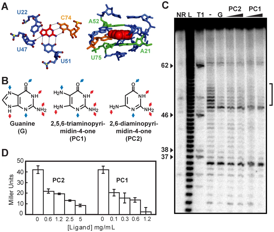 Guanine riboswitch agonists can be used to modulate gene expression.