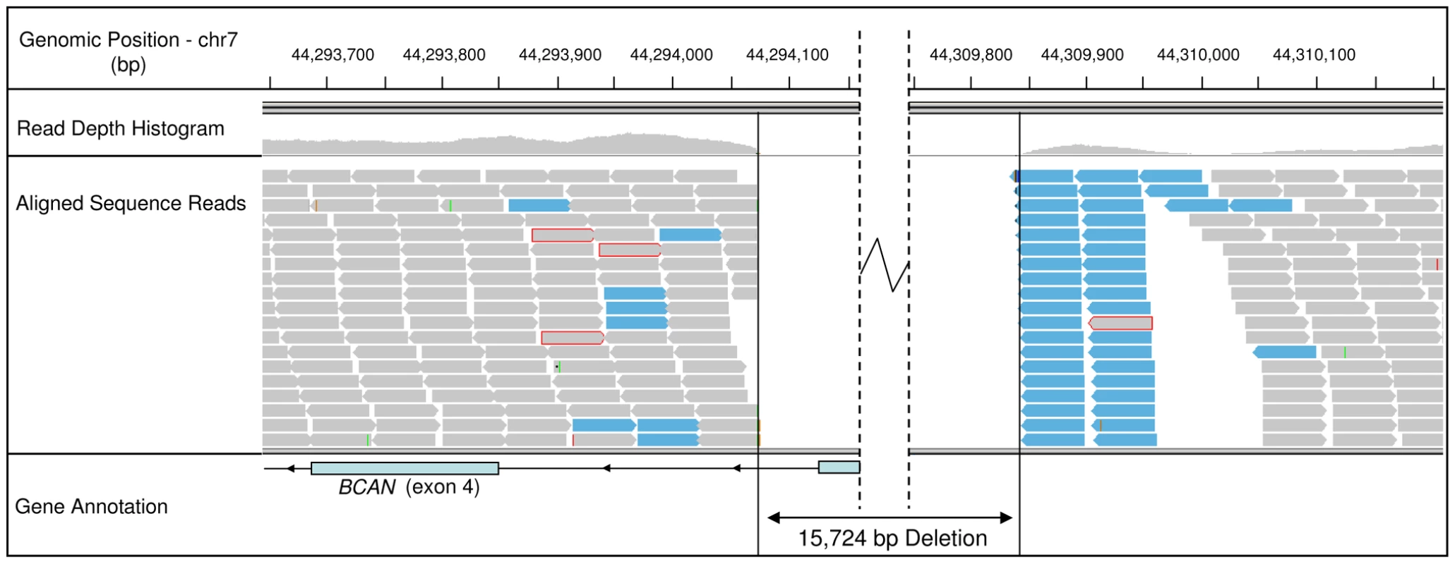 Sequence read alignments for an EF case, spanning the 5′ region of the <i>BCAN</i> gene.