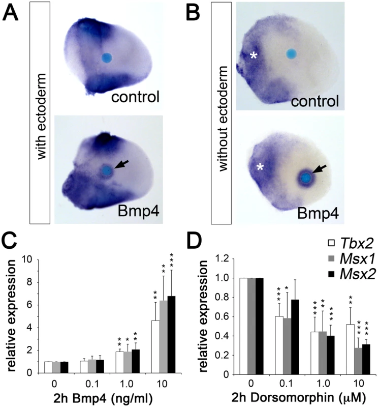 Bmp signaling induces <i>Tbx2</i> expression in the limb bud mesenchyme.