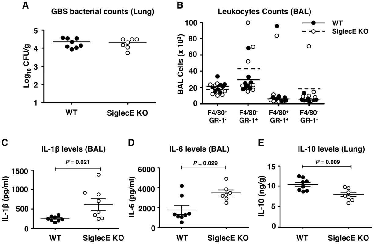 Skewed cytokine responses in Siglec-E KO mice challenged in a GBS intranasal pneumonia model.