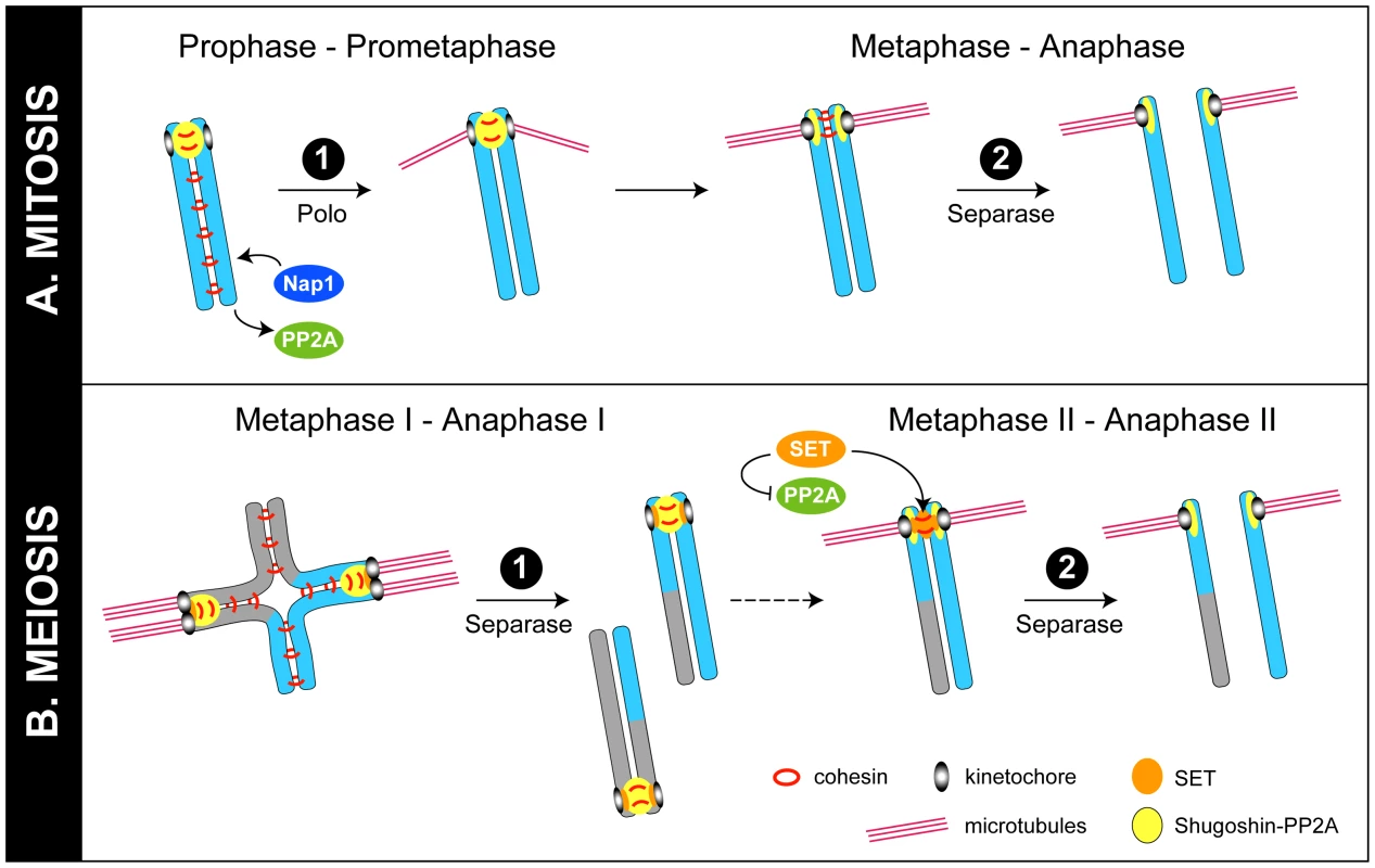 Models for regulation of chromosome cohesion in mitosis and meiosis.