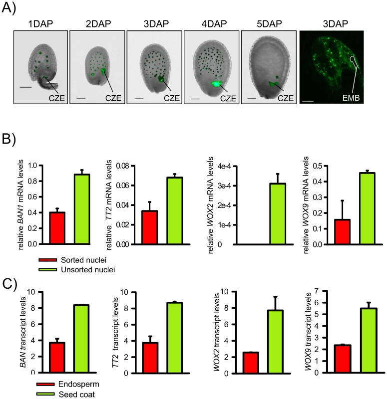 Isolation of EGFP Positive Endosperm Nuclei and Validation of the Technique.