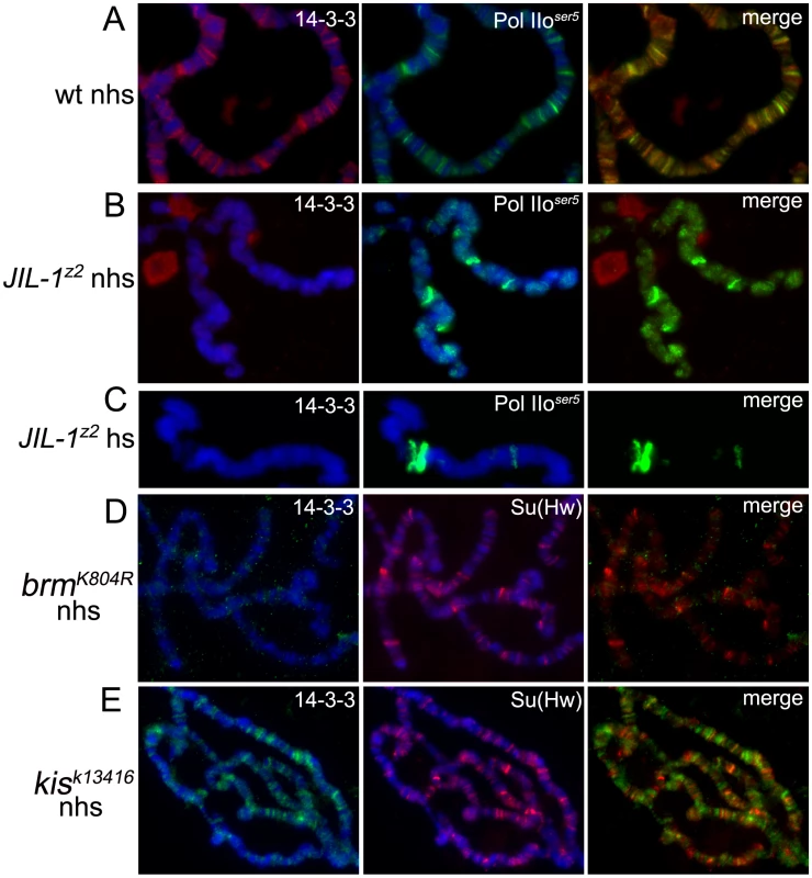 Binding of 14-3-3 to polytene chromosomes is dependent on phosphorylation of H3S10 by JIL-1.