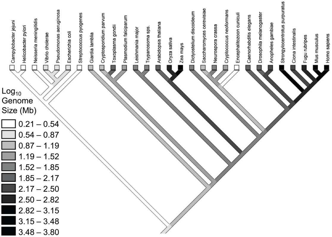 Phylogeny for the species in the Lynch &amp; Conery dataset <em class=&quot;ref&quot;>[<b>7</b>]</em>, with a reconstruction of genome sizes.