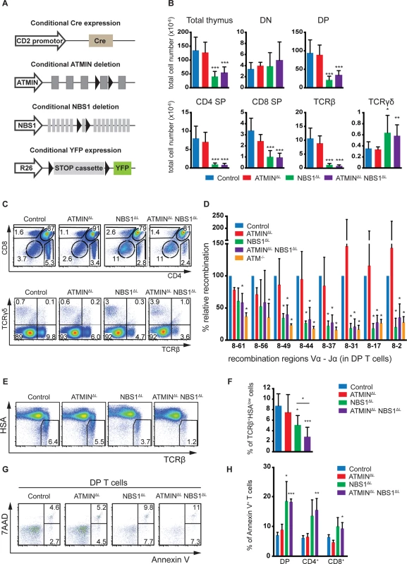 NBS1 is required for T cell development and TCRα recombination, which is largely unaffected by concomitant loss of ATMIN.