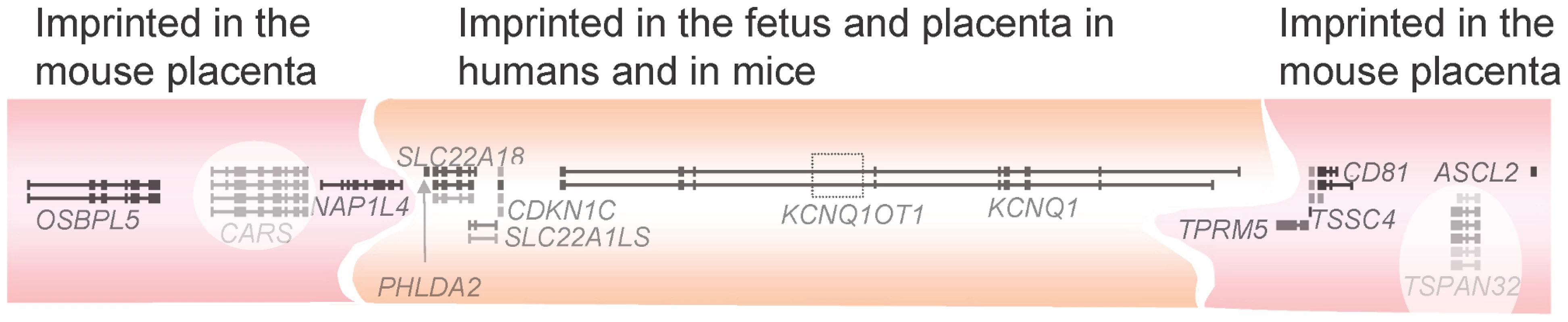 The <i>KCNQ1/Kcnq1</i> imprinted gene cluster.