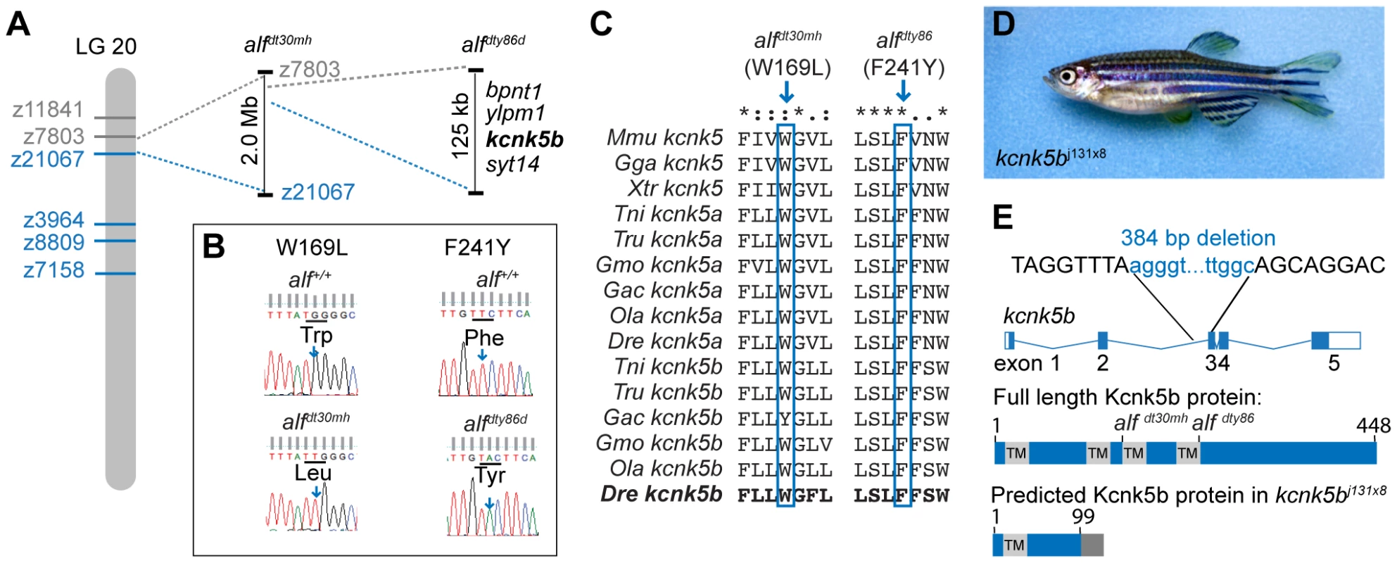 The <i>alf</i> phenotype is due to gain-of-function mutations within the K<sup>+</sup> channel <i>kcnk5b</i>.