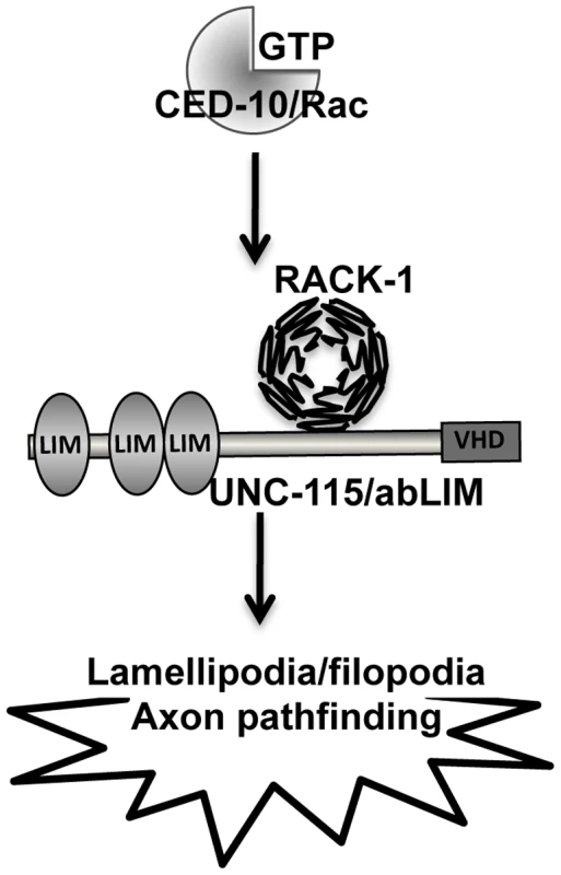 RACK-1 might regulate UNC-115/abLIM downstream of CED-10/Rac in lamellipodia and filopodia formation.