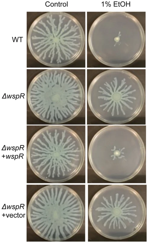 <i>P. aeruginosa</i> Δ<i>wspR</i> shows loss of swarm repression in the presence of ethanol.