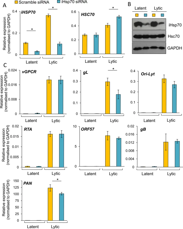 The majority of KSHV lytic gene expression was unaffected following specific depletion of iHsp70 in HEK-293T rKSHV.219 cells.