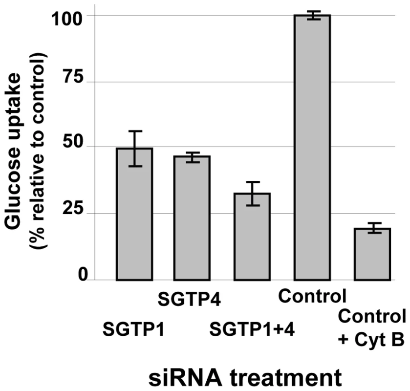 Glucose uptake analysis in schistosomes treated with SGTP siRNA.